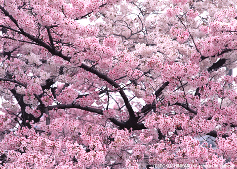 満開の桜2012a