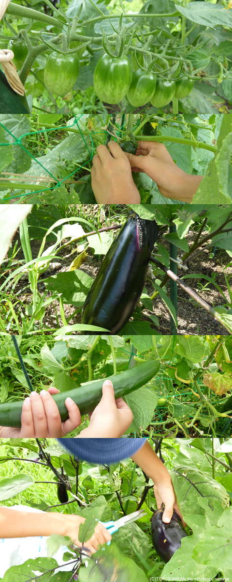 野菜の収穫2013a